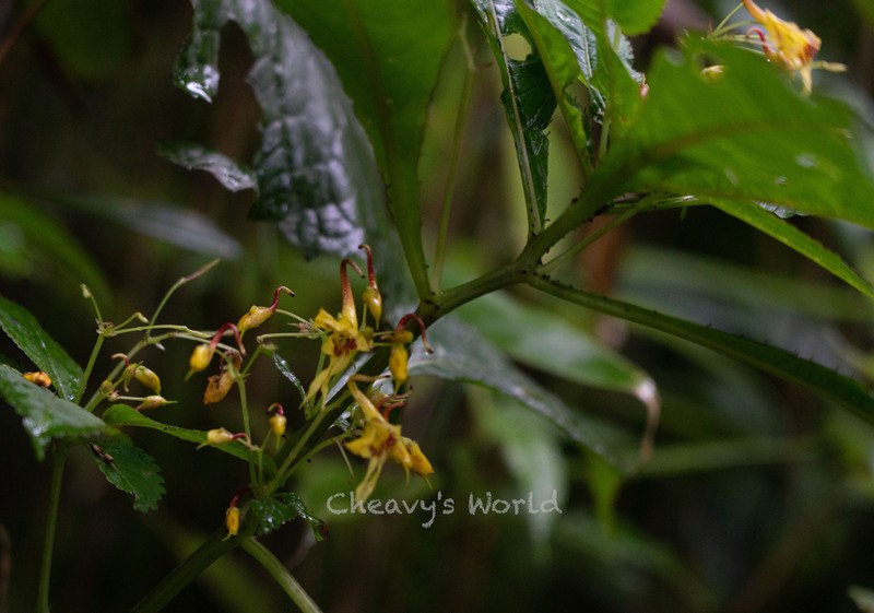 Impatiens dolichoceras photo 2