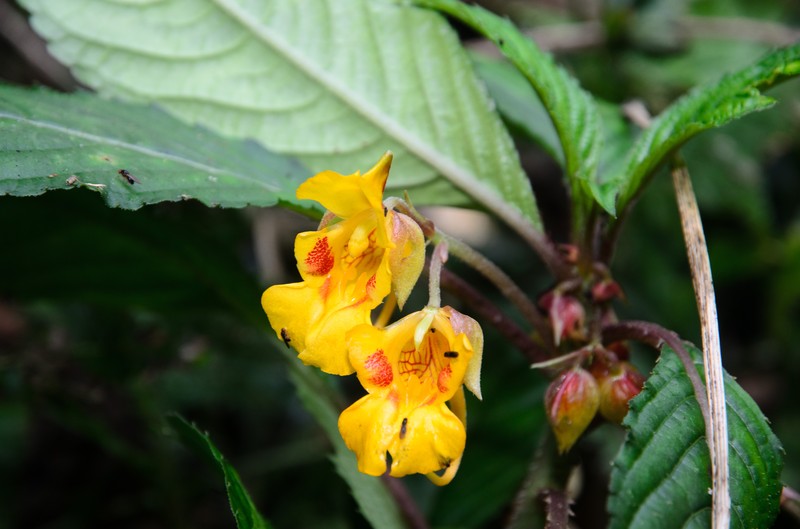 Impatiens dolichoceras photo 3