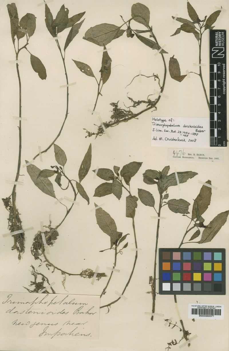 Impatiens dorstenioides