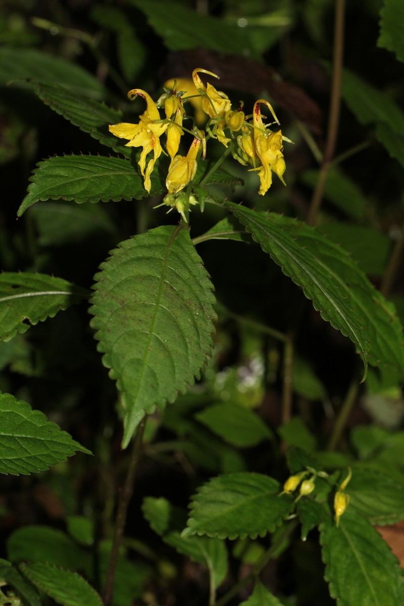 Impatiens drepanophora