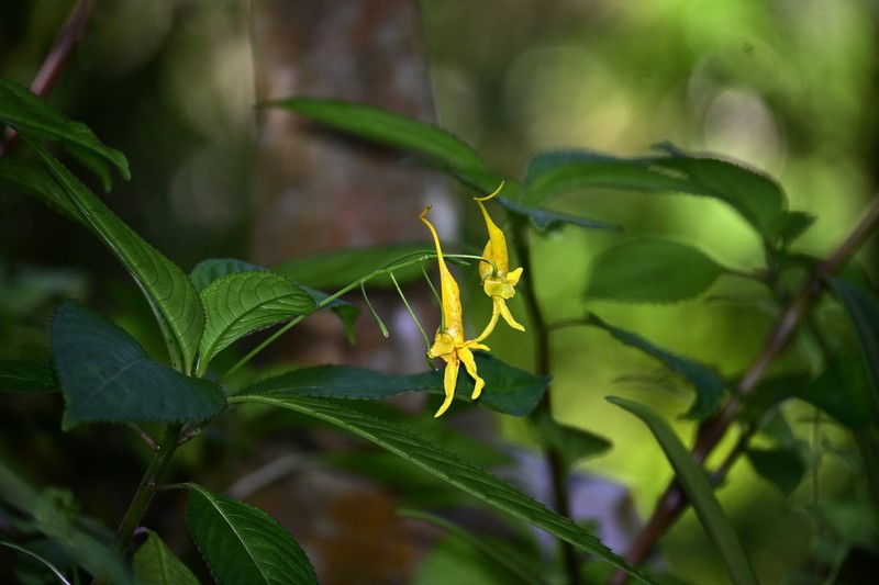 Impatiens drepanophora photo 2