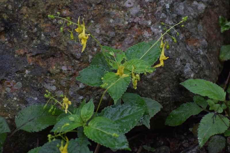 Impatiens drepanophora photo 3