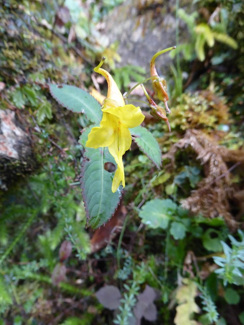 Impatiens drepanophora photo 4
