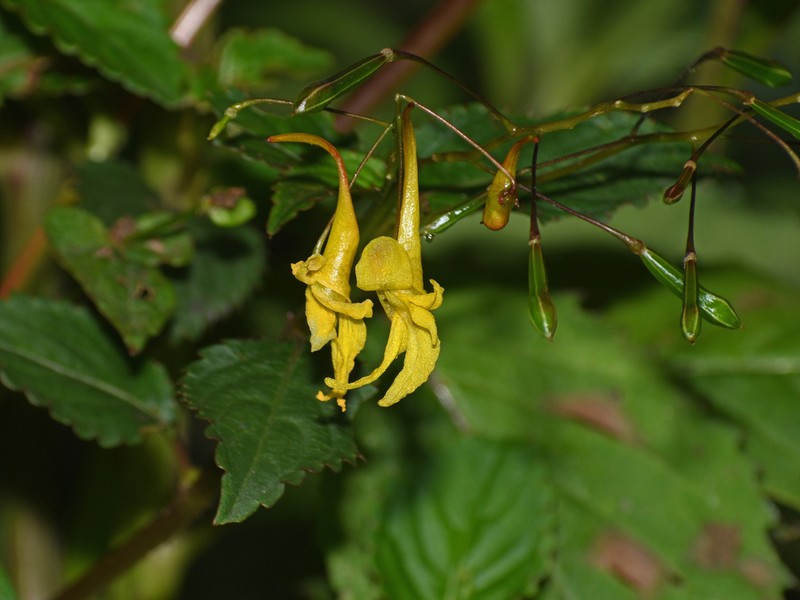 Impatiens drepanophora photo 5