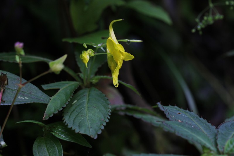 Impatiens drepanophora photo 6