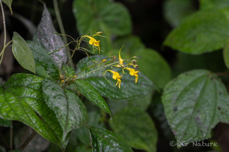 Impatiens drepanophora photo 7