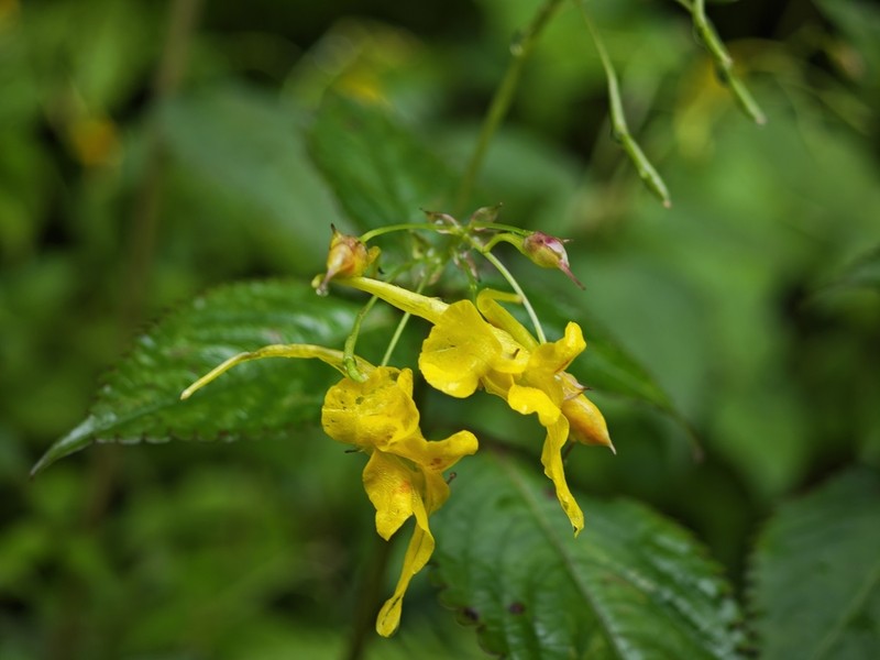 Impatiens drepanophora photo 8
