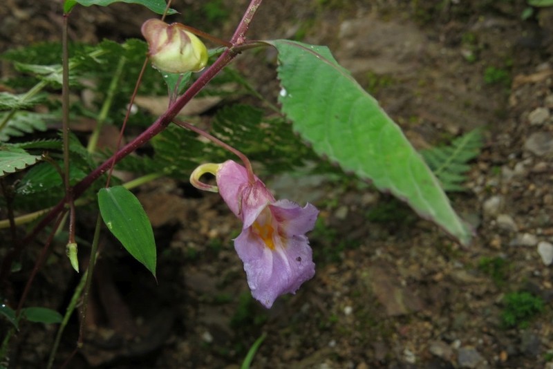 Impatiens duclouxii
