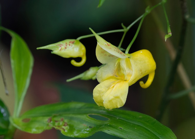 Impatiens duclouxii photo 2