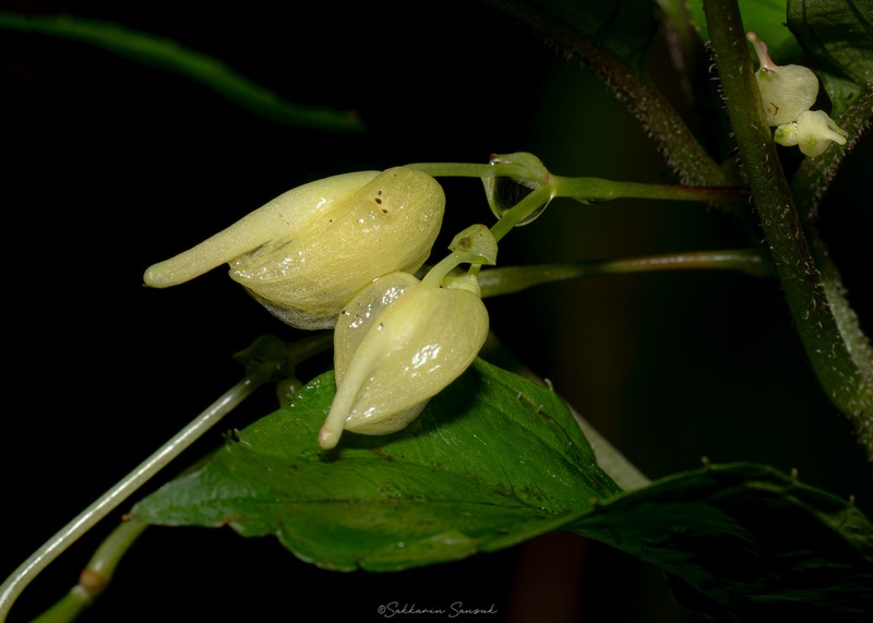 Impatiens duclouxii photo 3