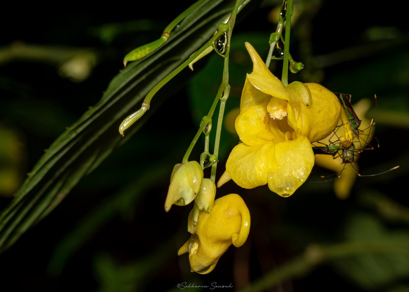 Impatiens duclouxii photo 4