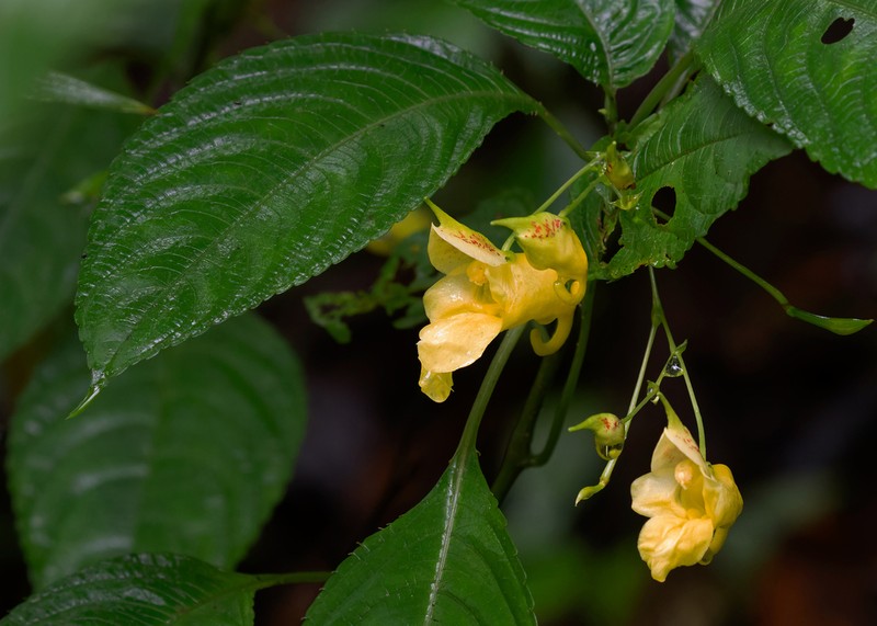 Impatiens duclouxii photo 5