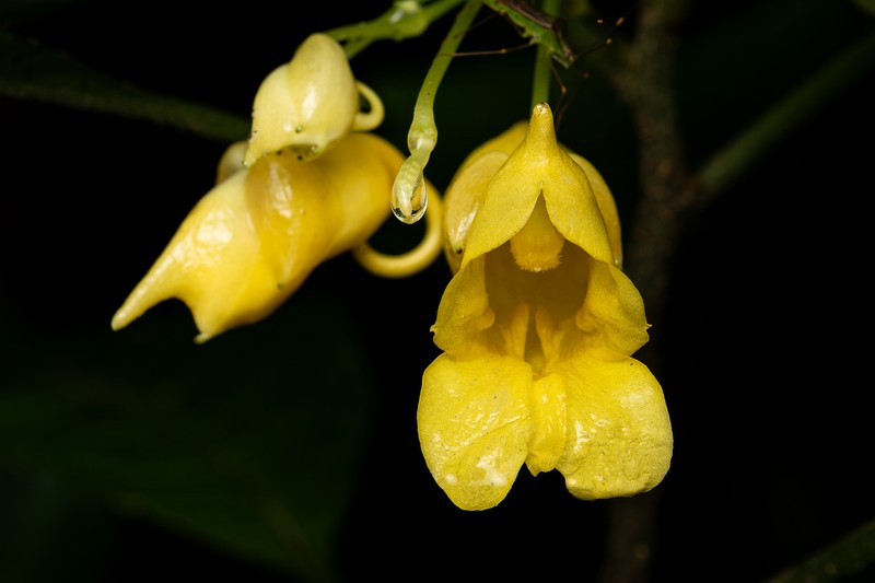 Impatiens duclouxii photo 6