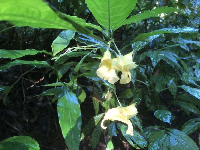 Impatiens duclouxii photo 7