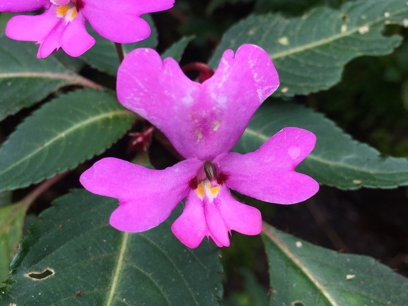 Impatiens eberhardtii