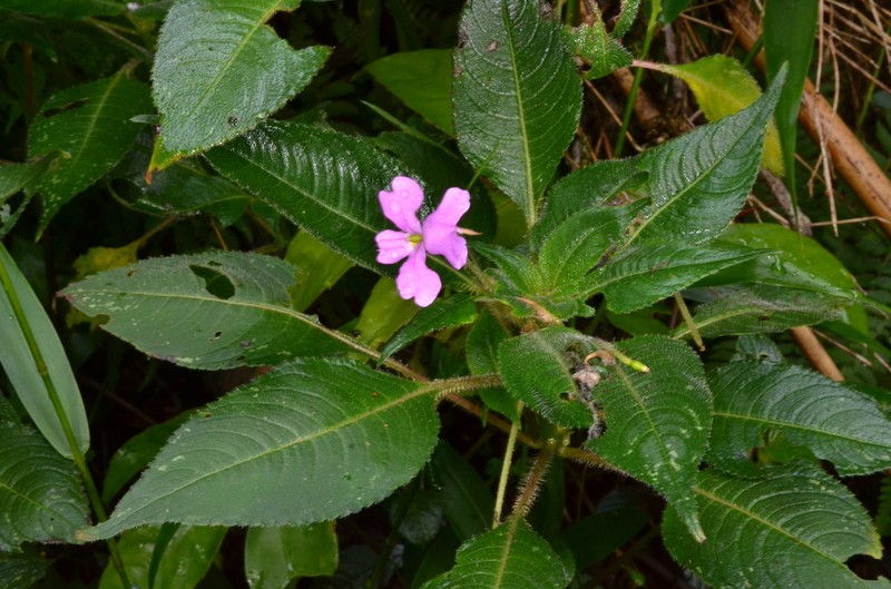 Impatiens eberhardtii photo 2