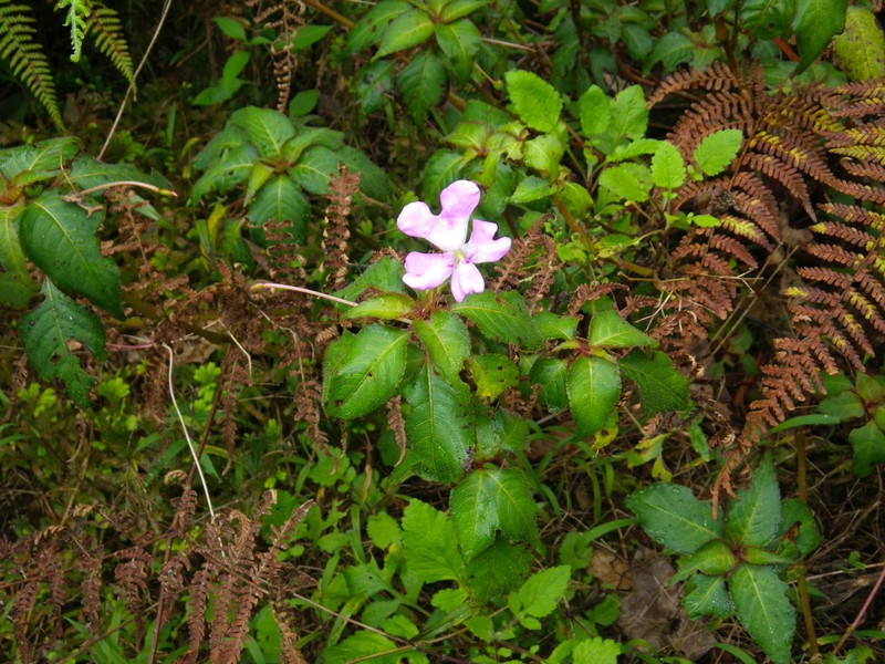 Impatiens eberhardtii photo 3