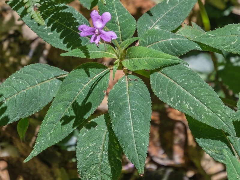 Impatiens eberhardtii photo 4