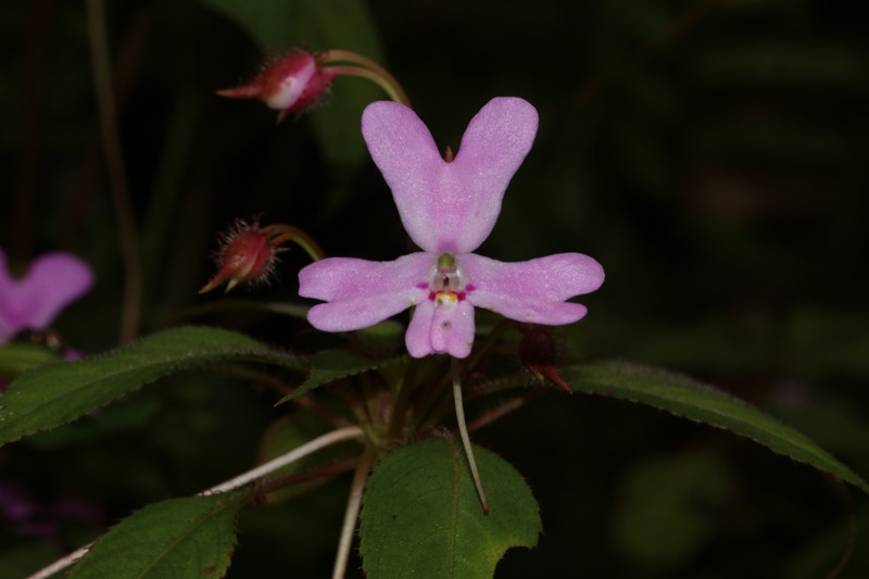 Impatiens eberhardtii photo 6