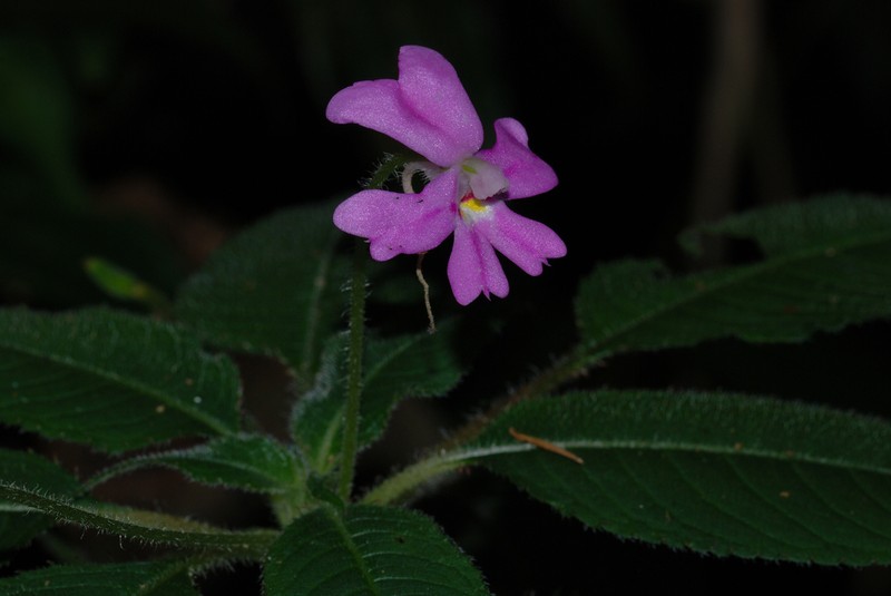Impatiens eberhardtii photo 7