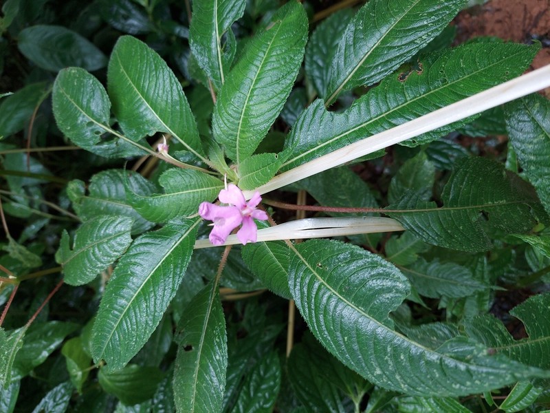 Impatiens eberhardtii photo 8