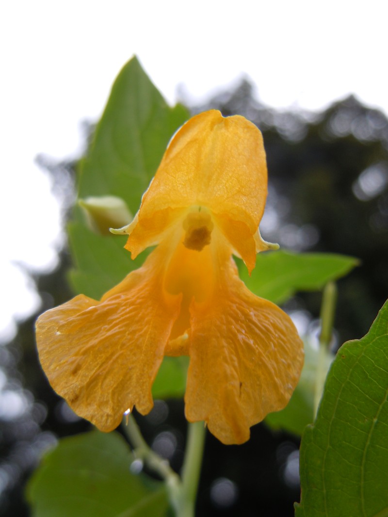 Impatiens ecalcarata