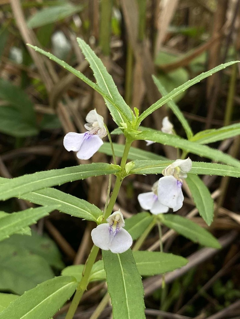 Impatiens ecalcarata photo 2