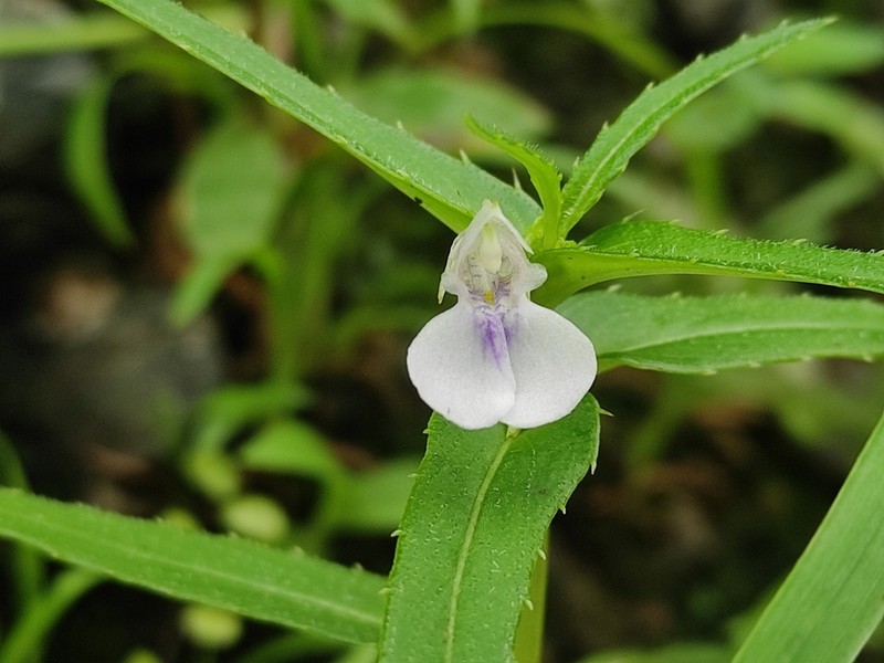Impatiens ecalcarata photo 3