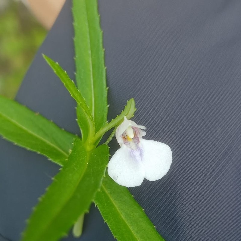 Impatiens ecalcarata photo 4