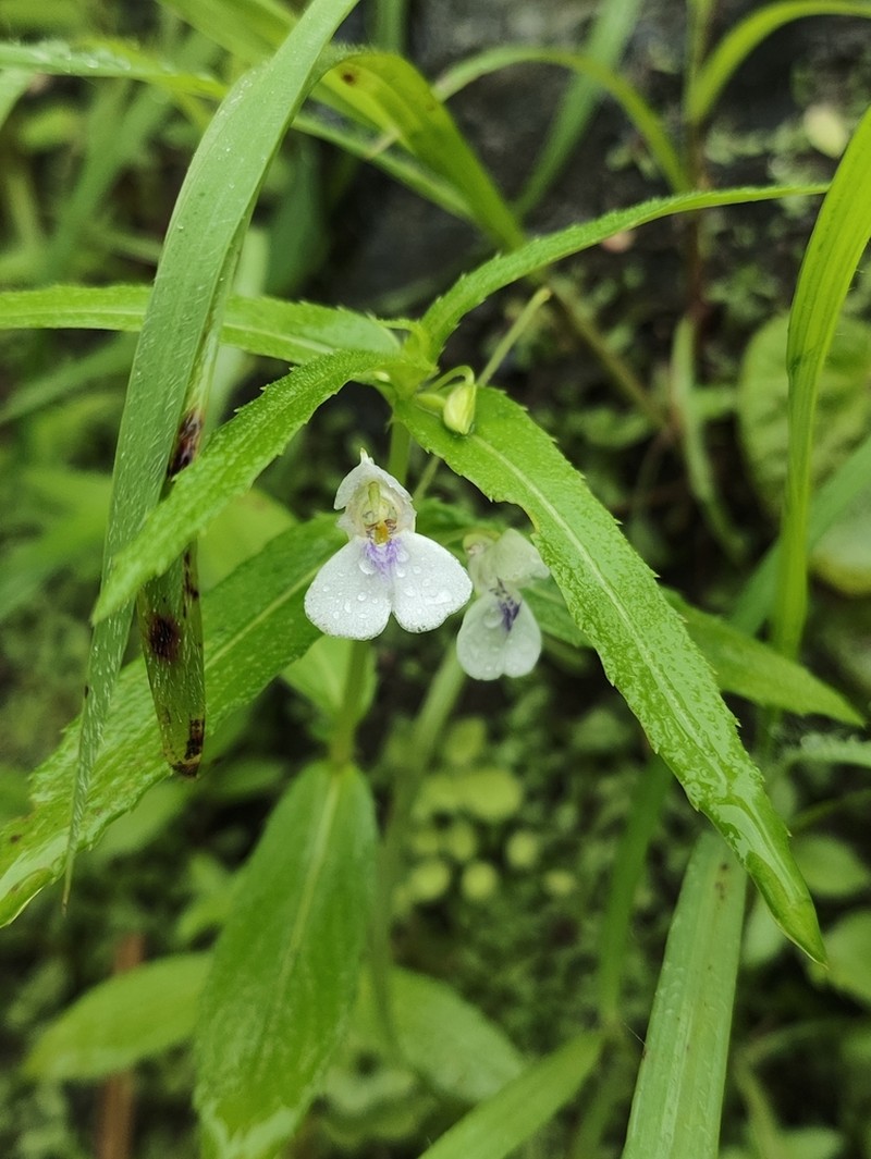 Impatiens ecalcarata photo 5