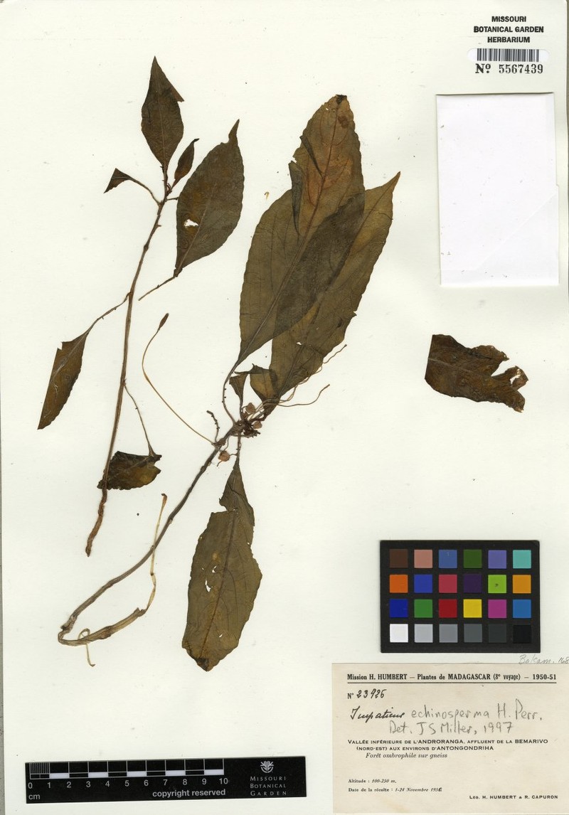 Impatiens echinosperma