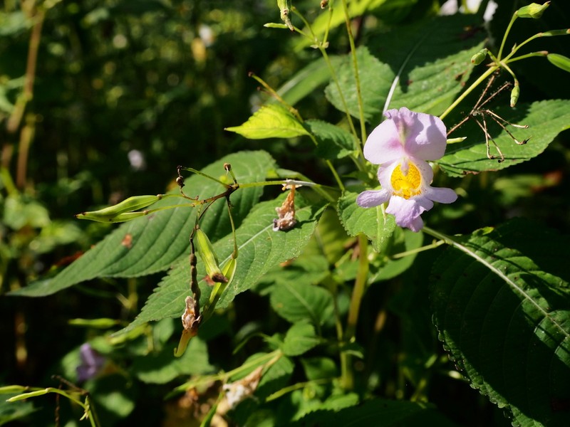 Impatiens edgeworthii photo 2