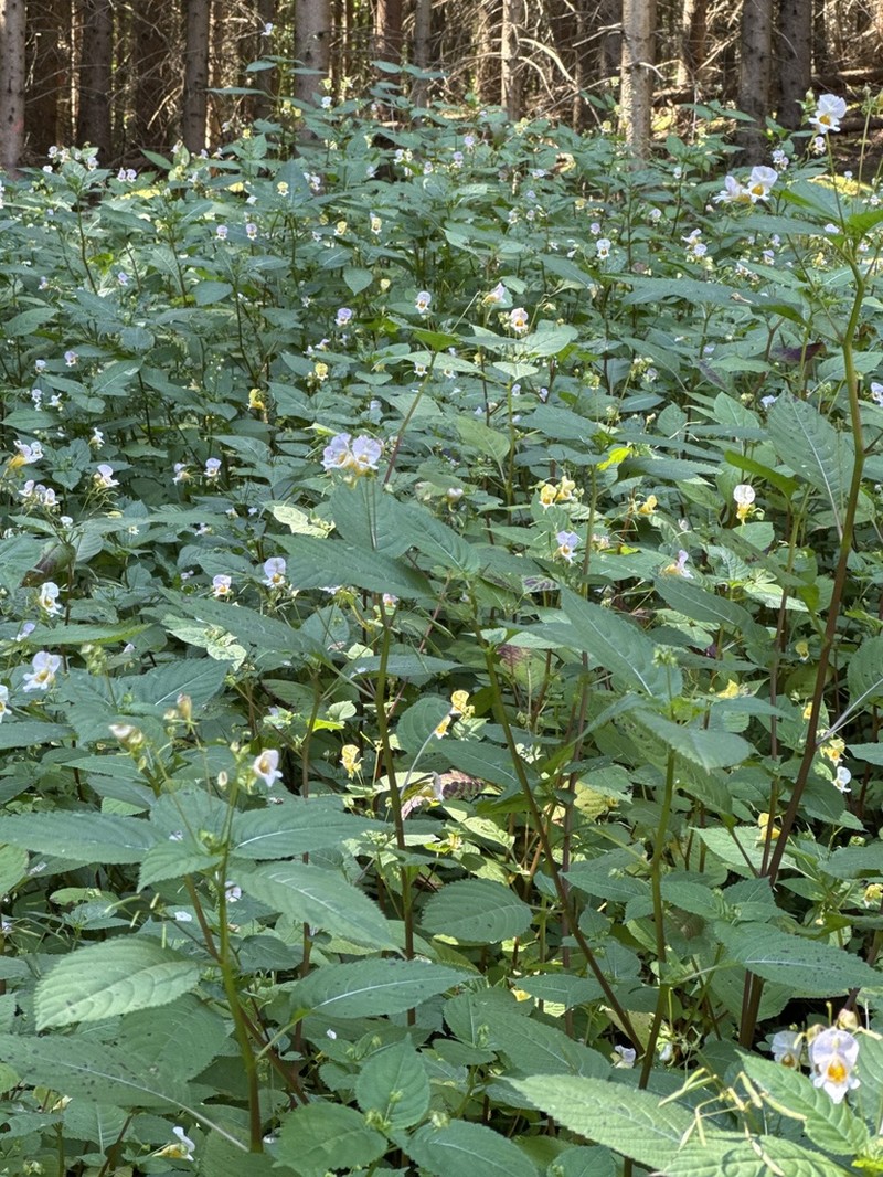 Impatiens edgeworthii photo 3