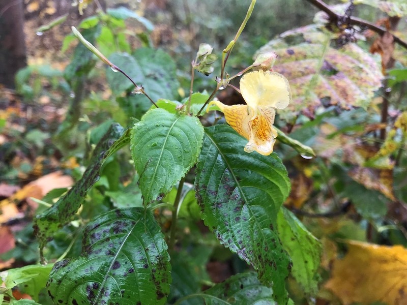 Impatiens edgeworthii photo 4