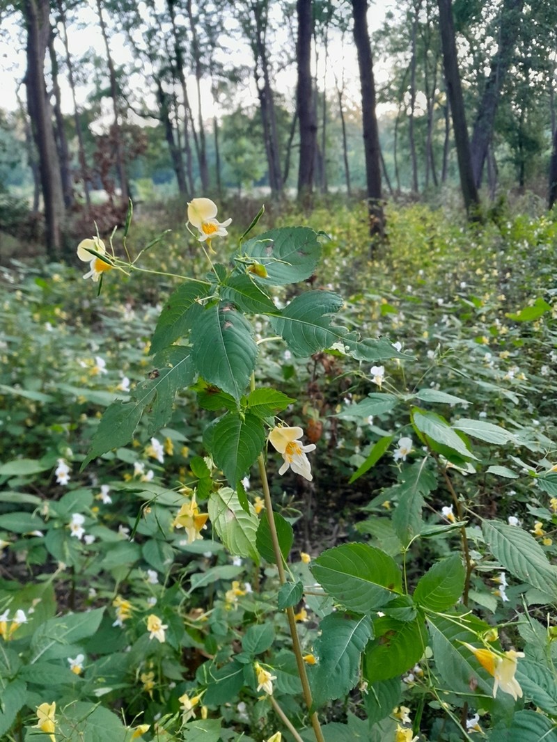 Impatiens edgeworthii photo 5