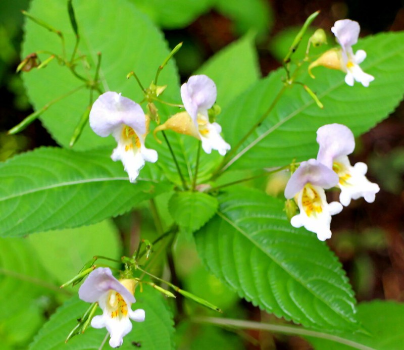 Impatiens edgeworthii photo 6