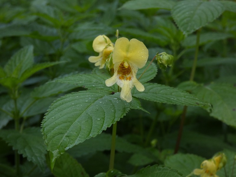 Impatiens edgeworthii photo 7