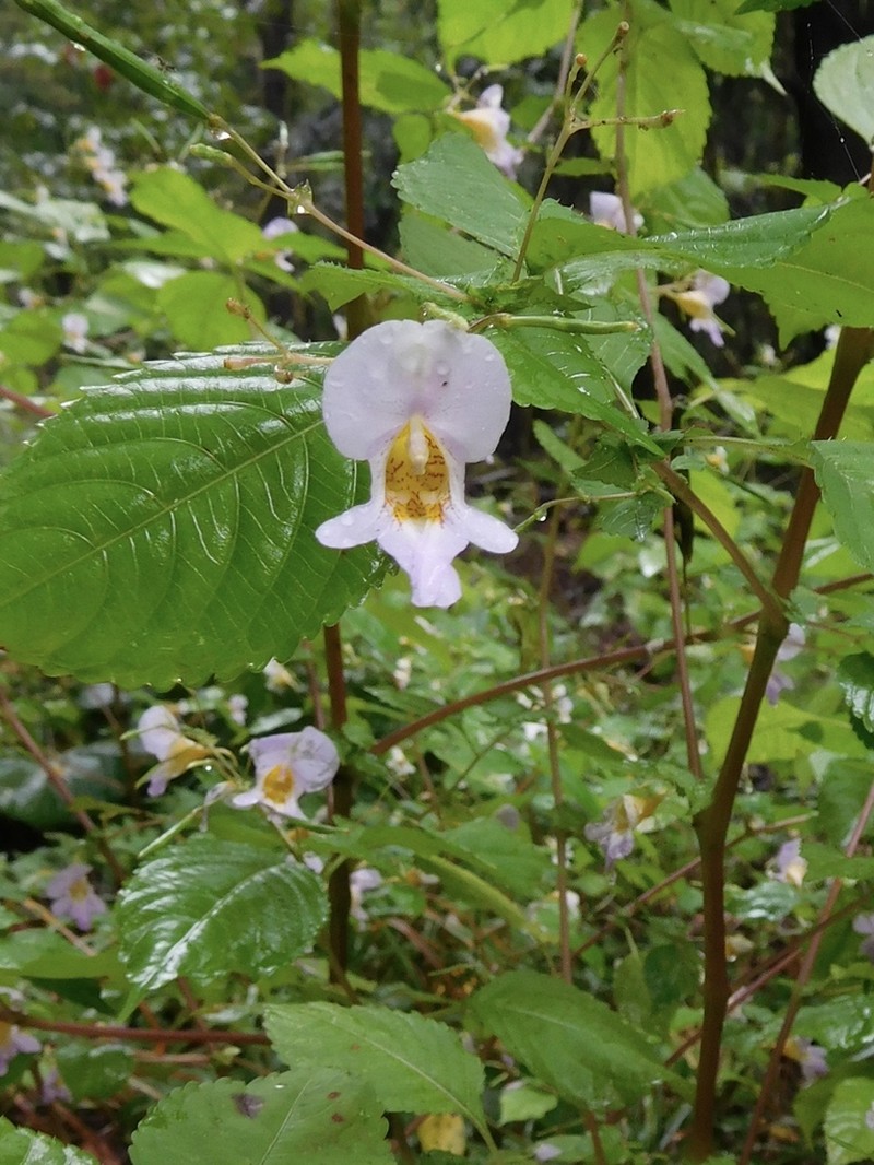 Impatiens edgeworthii photo 8