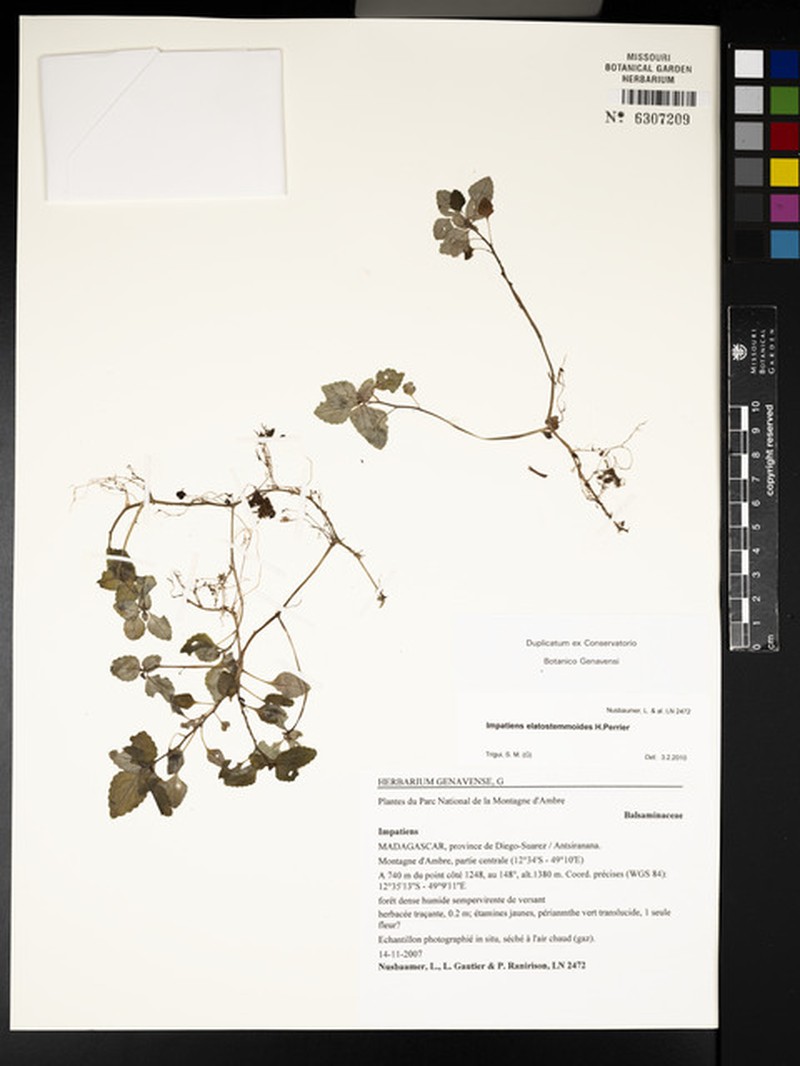 Impatiens elatostemmoides