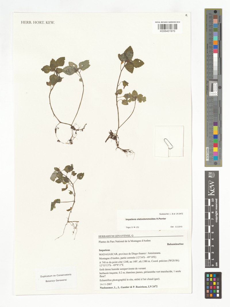 Impatiens elatostemmoides photo 2