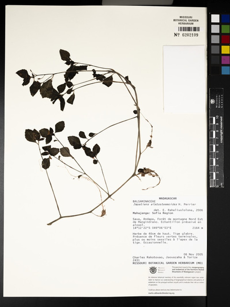 Impatiens elatostemmoides photo 3