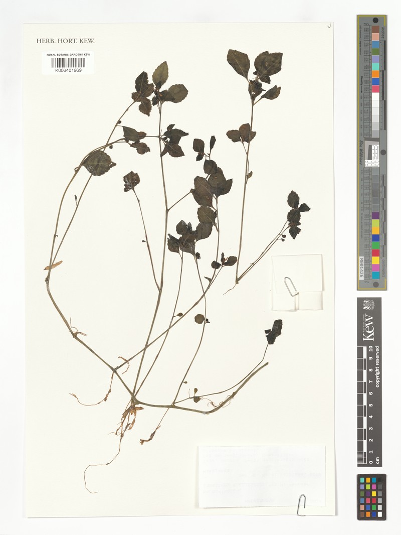Impatiens elatostemmoides photo 4