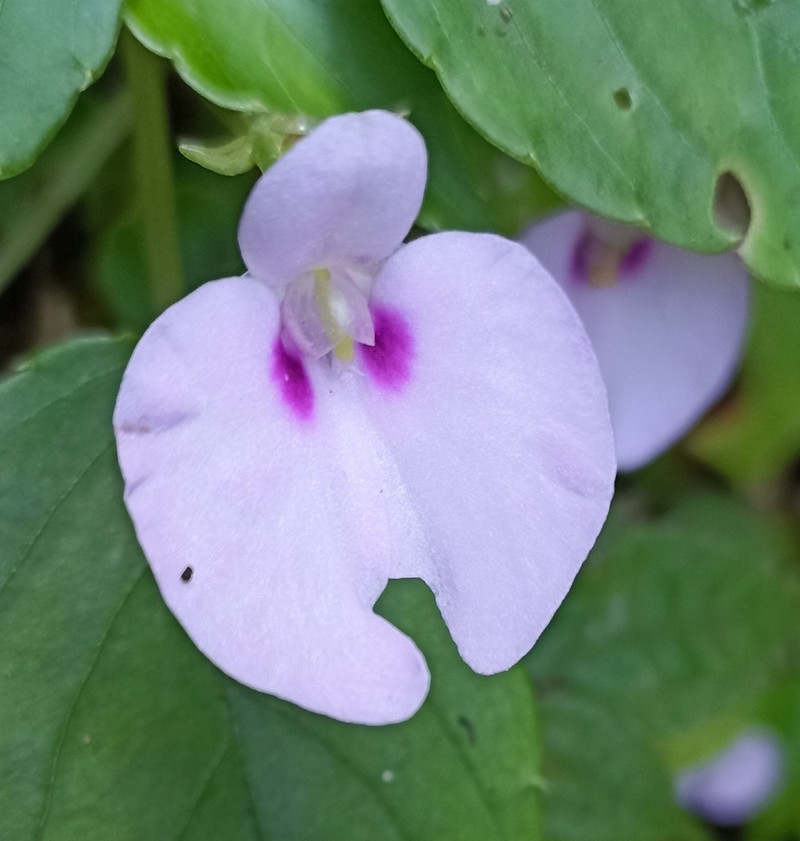 Impatiens elegans photo 2