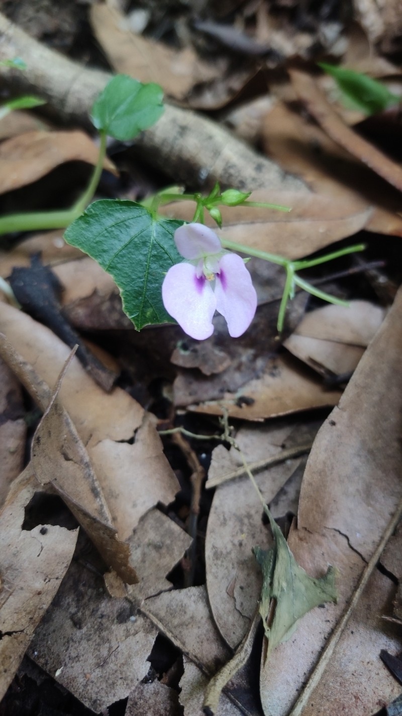 Impatiens elegans photo 3