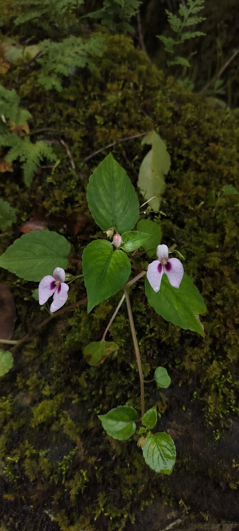 Impatiens elegans photo 4
