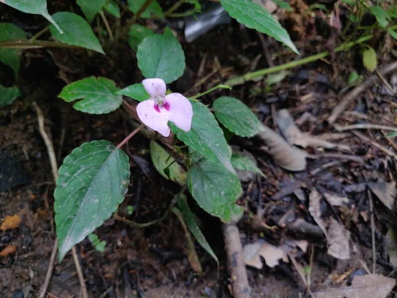 Impatiens elegans photo 5