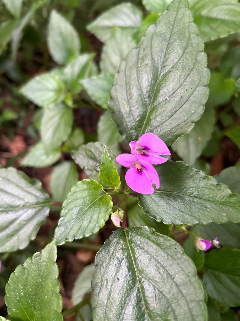 Impatiens elegans photo 6