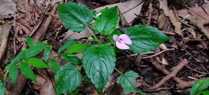Impatiens elegans photo 7