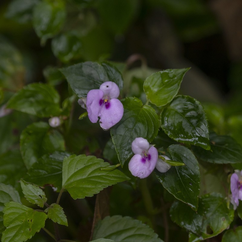 Impatiens elegans photo 8