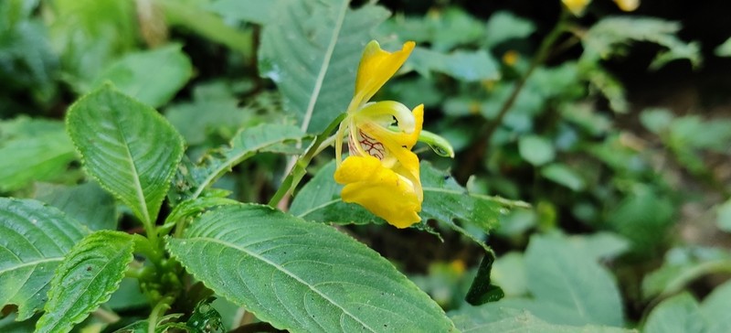 Impatiens elephanticeps